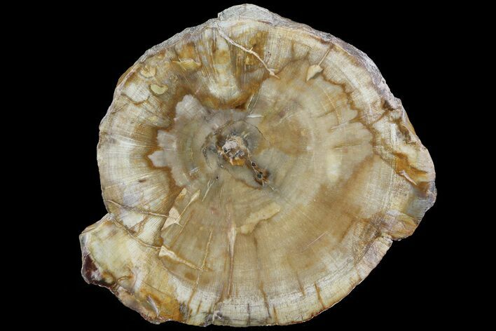 Petrified Wood (Araucaria) Slice - Madagascar #83198